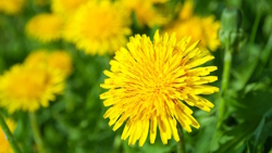 Image of a field of dandelions with one in focus