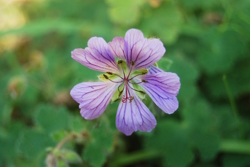 Image of a purple flower that looks like a clover
