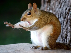 Image of a squirrel holding its hands up