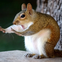 Image of a squirrel holding its hands up