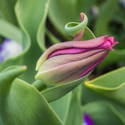Image of a tulip before it has bloomed