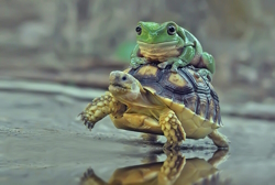 Image of a frog riding atop a turtle's shell
