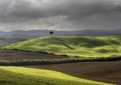 Image of a grassy field with gray clouds above
